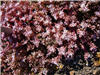 Purple Form Stonecrop