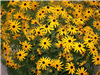 Goldstrum Black-Eyed Susan