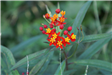 Silky Red Butterfly Weed
