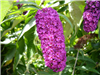 Miss Molly Butterfly Bush