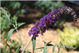 Black Knight Butterfly Bush