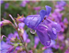 Blue Springs Beardtongue