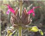 Hummingbird Sage