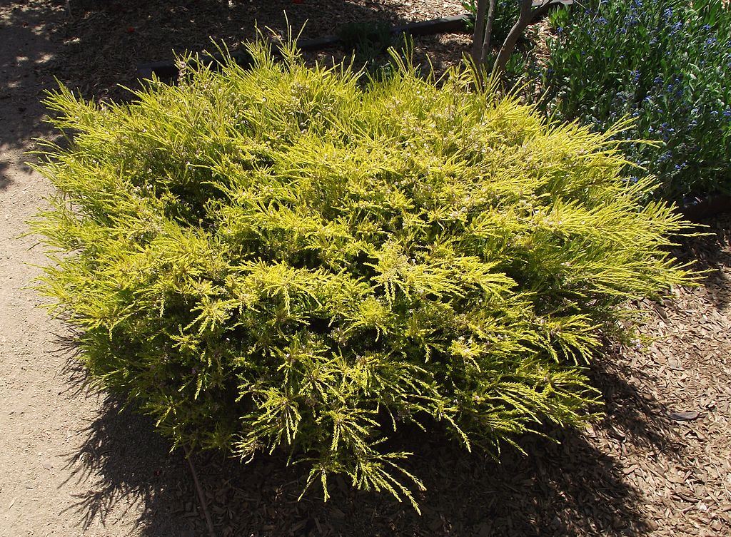 Golden Breath of Heaven