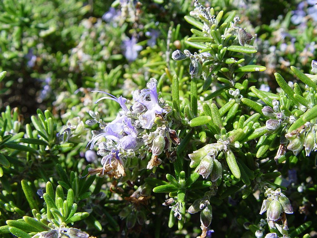 Tuscan Blue Rosemary