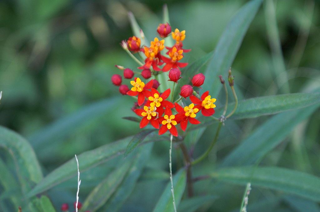 Silky Red Butterfly Weed