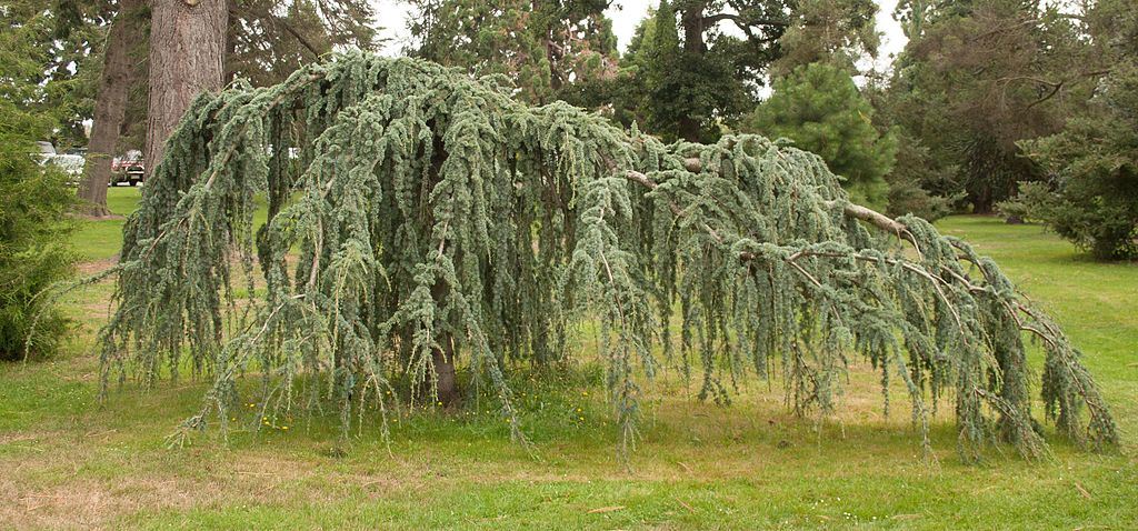 Weeping Blue Atlas Cedar