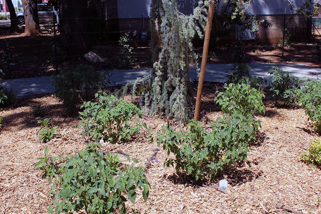 Bed D - Birds and Hummingbirds