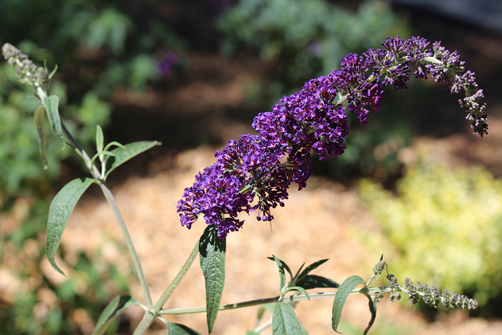Black Knight Butterfly Bush