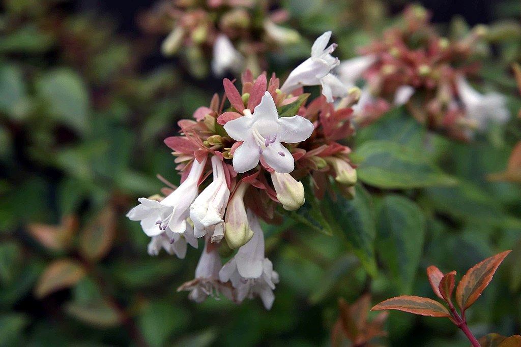 Kaleidoscope Abelia