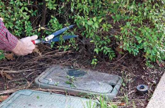 Trimming Back Plant to Make Water Meter More Accessible