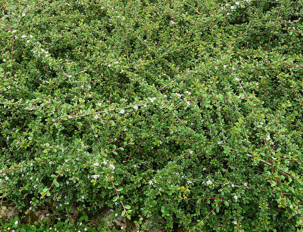 Bearberry Cotoneaster (<i>Contoneaster dameri</i>)
